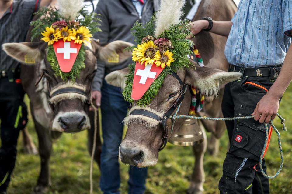 骑母牛大奖, img 骑母牛大奖, img