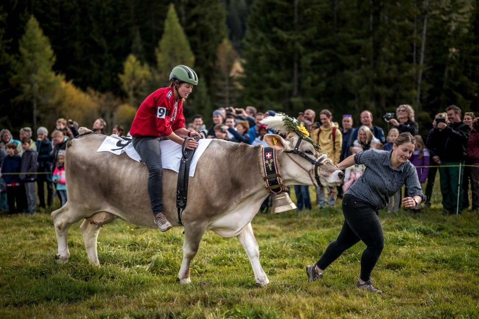 yl, 骑母牛大奖 yl, 骑母牛大奖