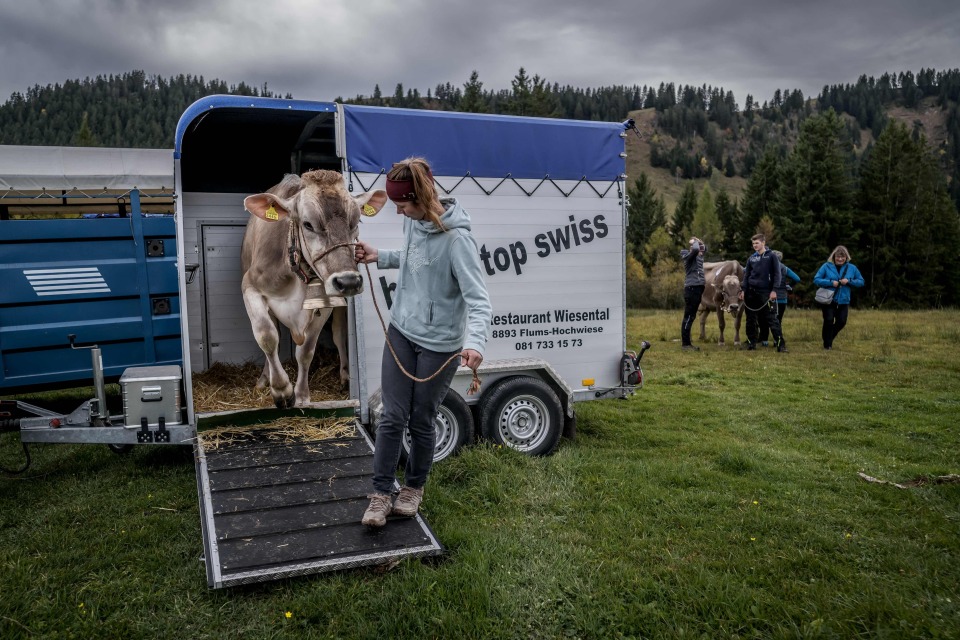 名为维奥拉, img, 奖赛 名为维奥拉, img, 奖赛