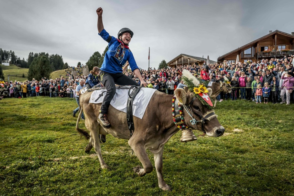 获得骑母牛, lW 获得骑母牛, lW